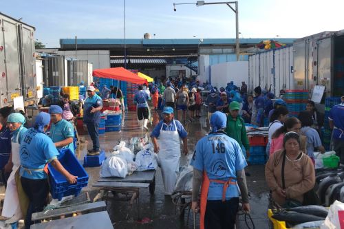 Semana Santa Precio De Pescados Se Mantiene En Terminal Del Callao