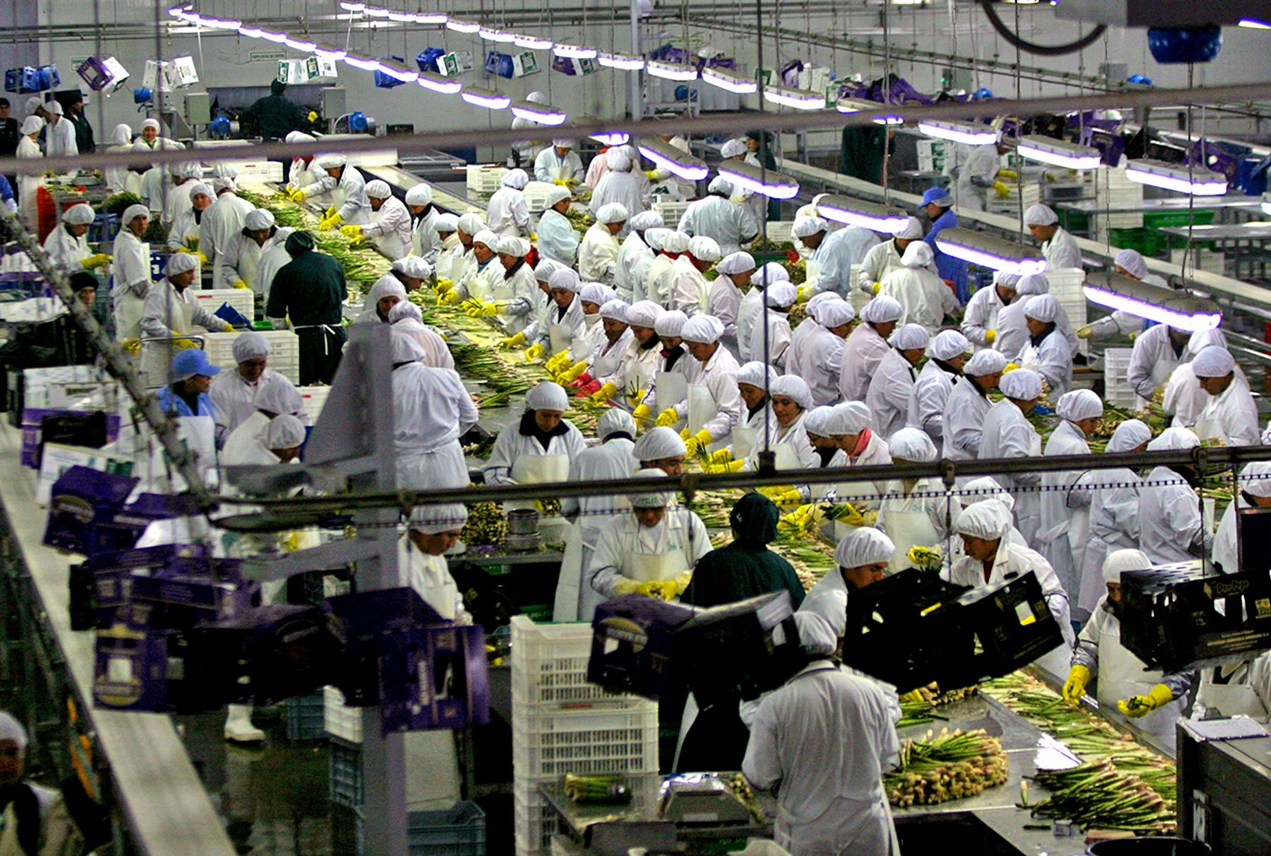 Trabajadores de empresa agroexportadora peruana. ANDINA