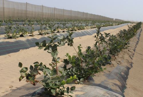 Lambayeque es la segunda región con más envíos de arándanos al exterior.