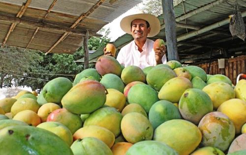 El mango forma parte de la oferta exportadora de Lambayeque.