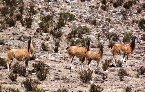 Se aplicará una metodología especial para el censo de guanacos, una especie silvestre de los Andes peruano.