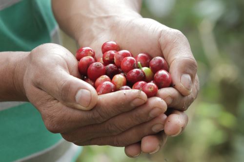 El proceso de producción de café en el Perú es artesanal, eso lo diferencia de otros países.