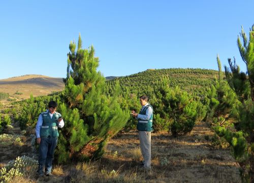 El pino es la especie maderable más abundante de Cajamarca.