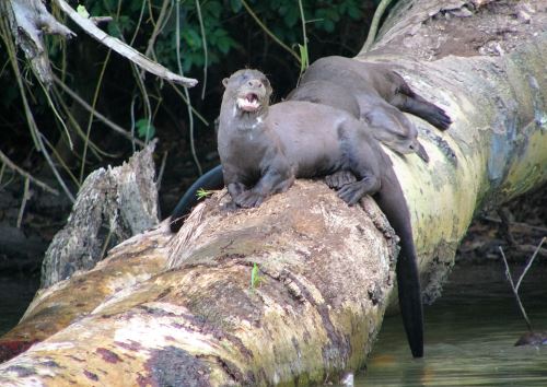 Los lobos de río son una especie amenazada que es protegida en Tambopata.