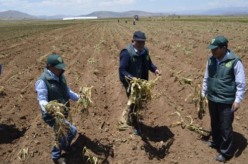 La agricultura es el primer sector que sufre por la ausencia de lluvias y bajas temperaturas.