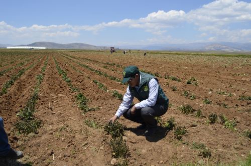 La falta de lluvias amenaza con afectar la actividad agrícola de diversas zonas de Piura.