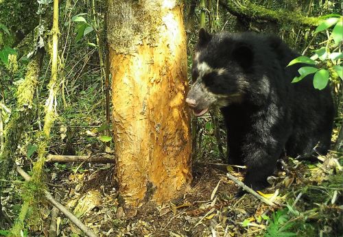 Una cámara trampa captó imágenes de un oso de anteojos en Santuario Nacional Megantoni.