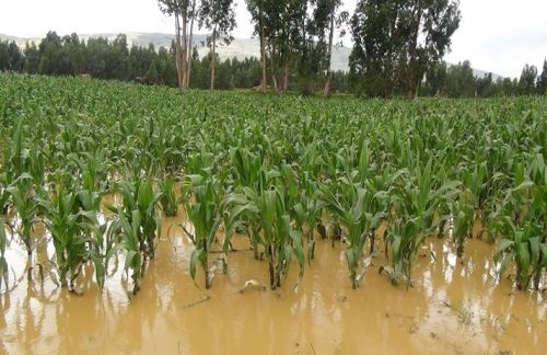 Las lluvias intensas afectan también al sector agrícola.