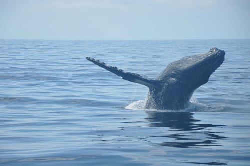 Promperú lanza campaña para promover el avistamiento de ballenas en el norte del país.