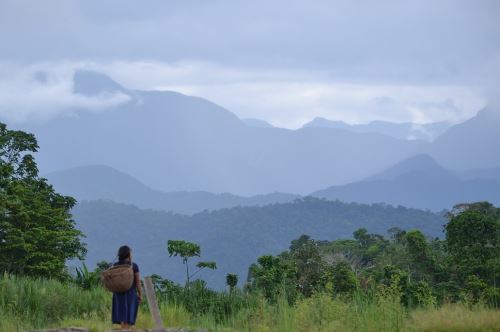 Es urgente la protección de los bosques que existen en Junín.