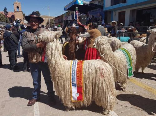 La raza Suri es la segunda con mayor presencia en el Perú.