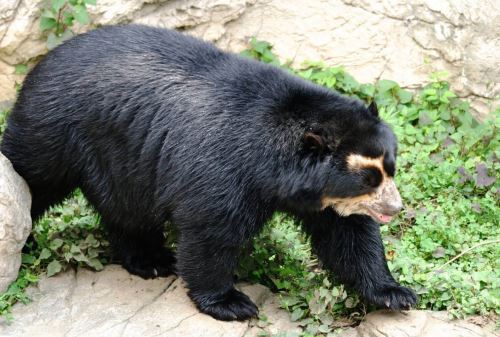 Oso Andino Asi Se Le Conoce En Las Diversas Lenguas Originarias Del Peru Noticias Agencia Peruana De Noticias Andina