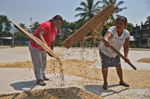 La producción de café enfrenta problemas debido a los efectos del cambio climático.