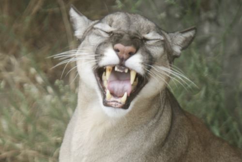 El puma es una especie de la fauna silvestre amenazada protegida por el Estado peruano.