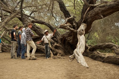 Los turistas encontrarán en el Santuario Histórico de Pómac un espacio cultural y ecológico.