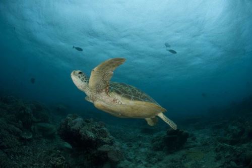 La presencia de tortugas marinas ayudan a proteger otras especies.