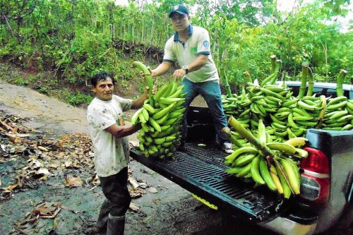 Productores de plátano de Tocache se benefician con la venta de su producto en Lima.