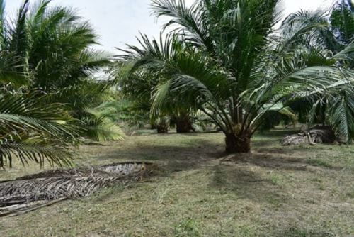 Proyecto plantea utilizar residuos de la industria de aceite de palma.