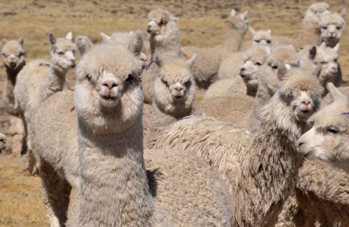 La raza Huacaya es la variedad predominante de la alpaca en el Perú.