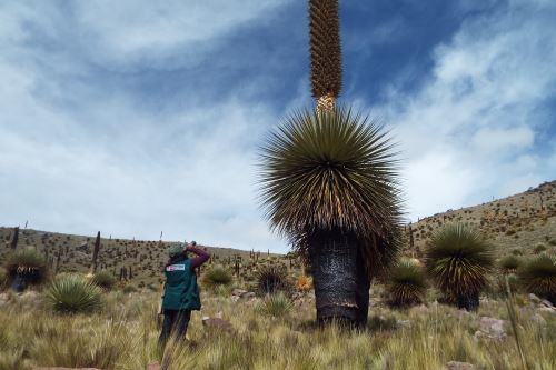 La impresionante Puya Raimondi que crece en la sierra peruana.