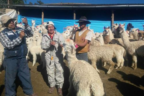 Minagri busca mejorar la producción ganadera.