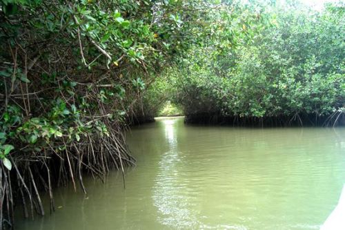 Los Manglares de Tumbes cumplen un papel importante en el equilibrio ecológico.