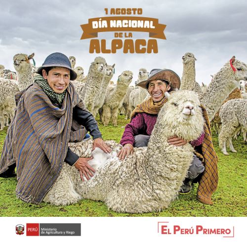 Perú celebra el Día Nacional de la Alpaca.