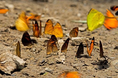 Crianza de mariposas en el Parque Nacional Sierra del Divisor permitirá generar ingresos económicos a Ucayali.