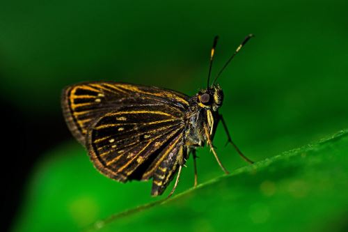 Proyecto de crianza de mariposas busca asegurar el aprovechamiento sostenible de especies en Ucayali.