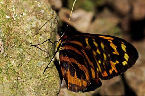 En el Parque Nacional Sierra del Divisor existe una gran variedad de especies de mariposas.