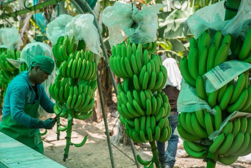 Se fortalecerá producción de plátano orgánico.