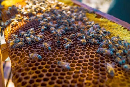 Asociación de productores de Motupe fortalecerán su producción de miel orgánica.
