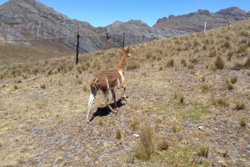 La esquila de la vicuña se hace con el mayor cuidado para preservar la especie.