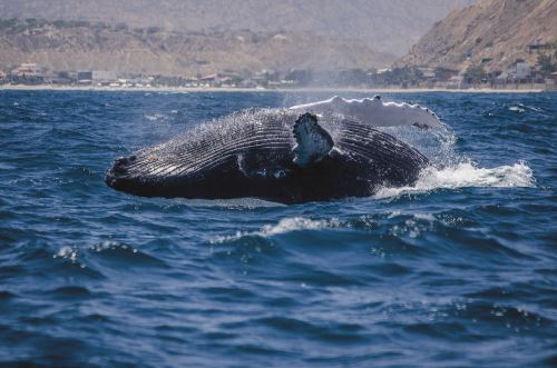 El avistamiento de ballenas postula también a una nominación de los World Travel Awards.