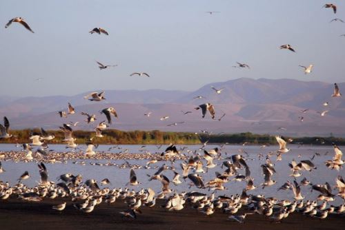 Una diversidad de aves y otras especies habitan en el Santuario Nacional Lagunas de Mejía.