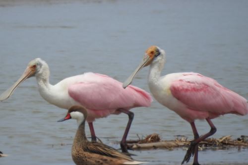 El área natural protegida es una de las importantes de la costa peruana.