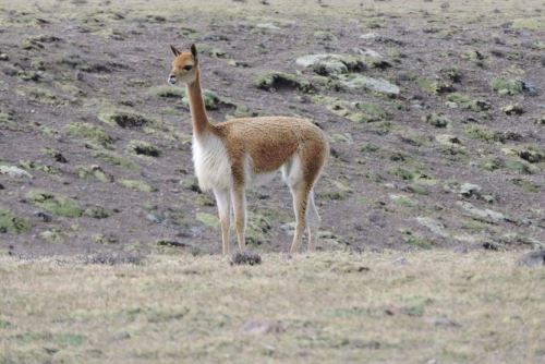 Peru: Three must-visit natural areas in Arequipa  News  ANDINA 