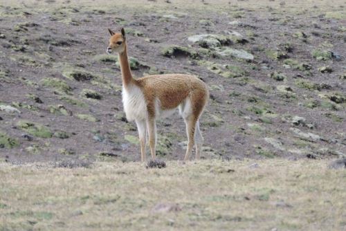 La Reserva Paisajistica Subcuenca del Cotahuasi es otro de los atractivos turísticos de la región Arequipa.