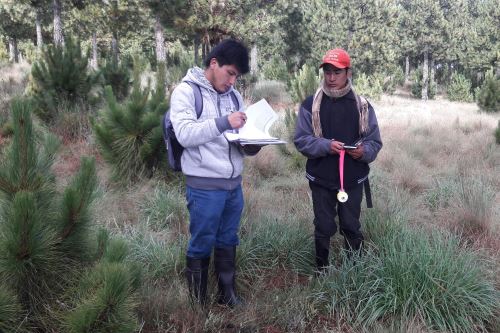 Serfor realizó inventario de plantaciones forestales en Cajamarca y Cusco.