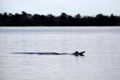 Delfín de río Tucuxi