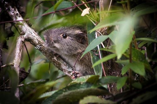 El último registro de este roedor en Machu Picchu data de hace 10 años.