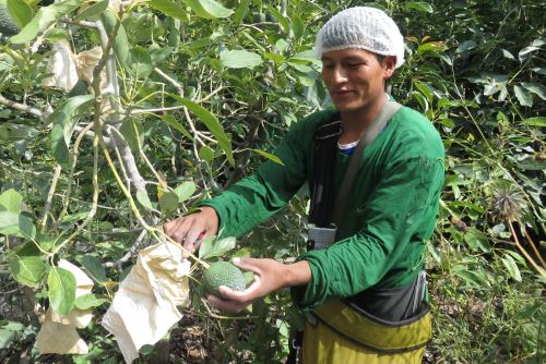 Pequeños productores agrícolas también se benefician de alcances del programa PAI.