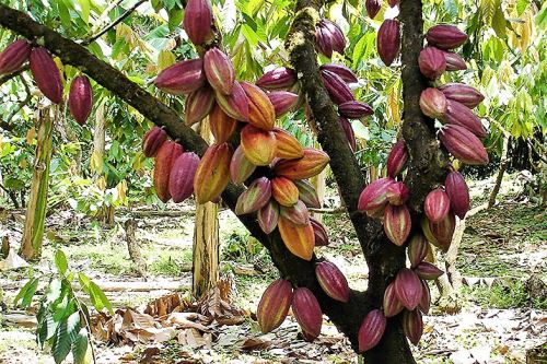 El cultivo de cacao tiene gran importancia económica en la región San Martín.
