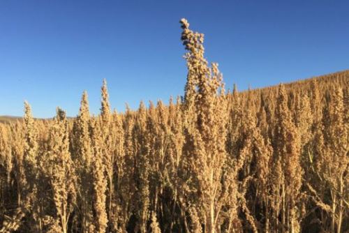 Con la mayor demanda creció el área de cultivo de la quinua en los Andes peruanos. Foto BBC Mundo