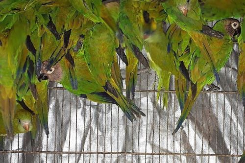 Las aves son las especies más traficadas por el comercio ilegal.