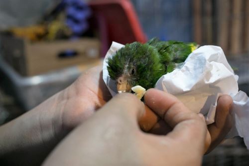 Las aves son enviadas por los traficantes en pésimas condiciones.