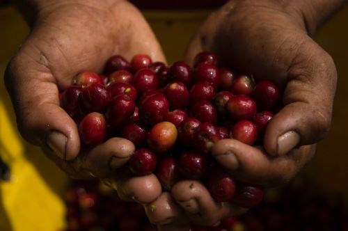 Productores de café de Huánuco producen con calidad certificada.