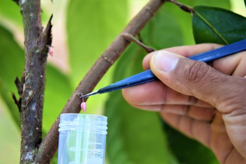 Mediante la clonación se busca hallar variedades de cacao resistentes a plagas y enfermedades.