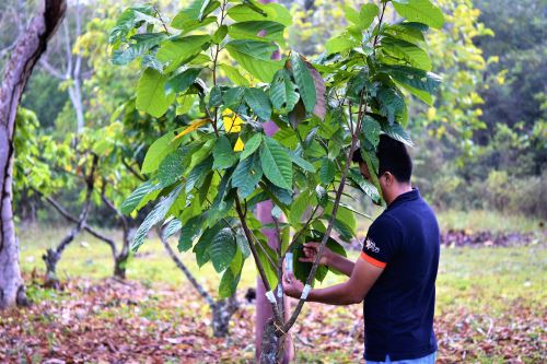 El INIA desarrolla investigación en plantíos de cacao de San Martín.
