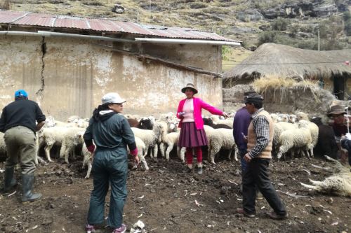Entrega de ayuda benefició a 564 familias ganaderas de Huánuco.